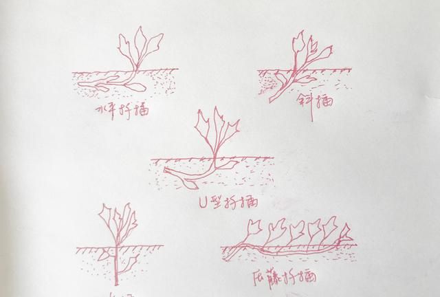 我来教你|秧苗|公分|红薯_新浪新闻