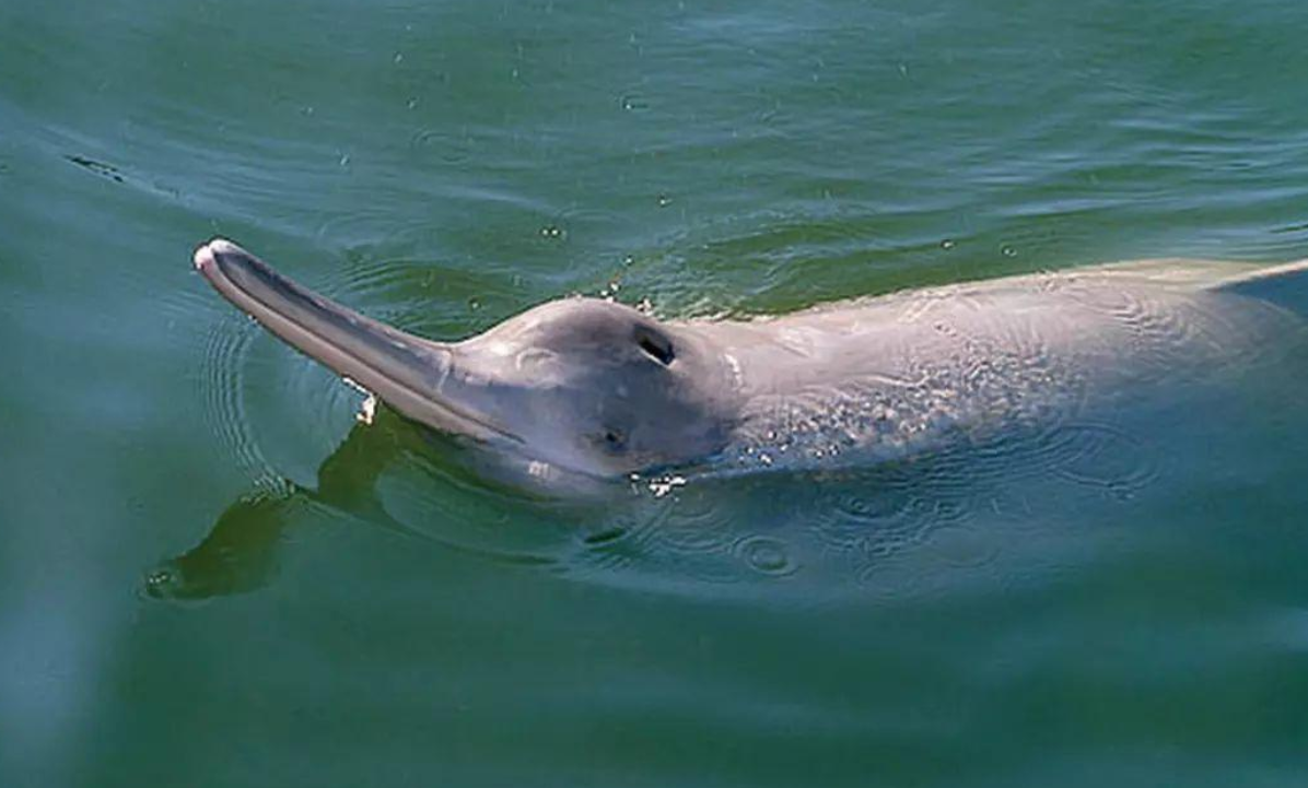比大熊猫还稀缺无人机意外拍到怀孕的江豚长江禁捕见成效