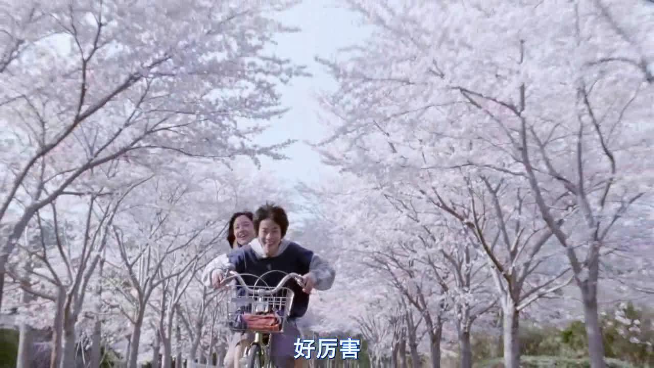 电影《海街日记》里铃和风太在樱花隧道上骑自行车片段
