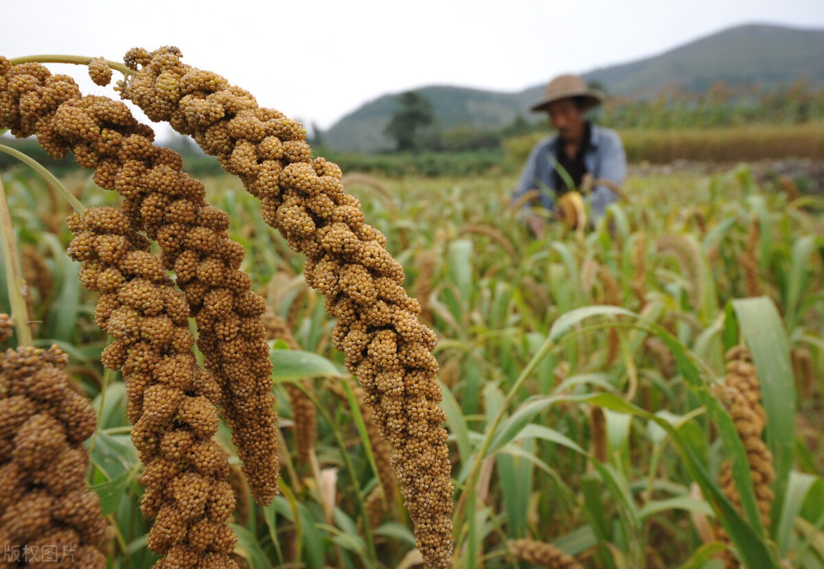 走出家门,品味阳光,体会劳动|劳作|劳动|谷子_新浪新闻