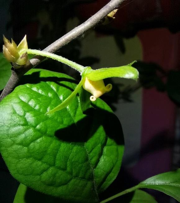 老鸦柿开花了花期怎么养少浇水不施肥夏天挂果子