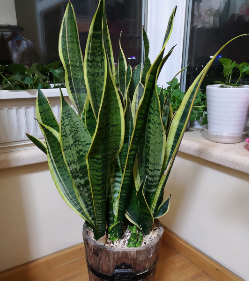 春季养虎皮兰的正确方法,让你的虎皮兰长满新芽,老叶肥厚硬挺