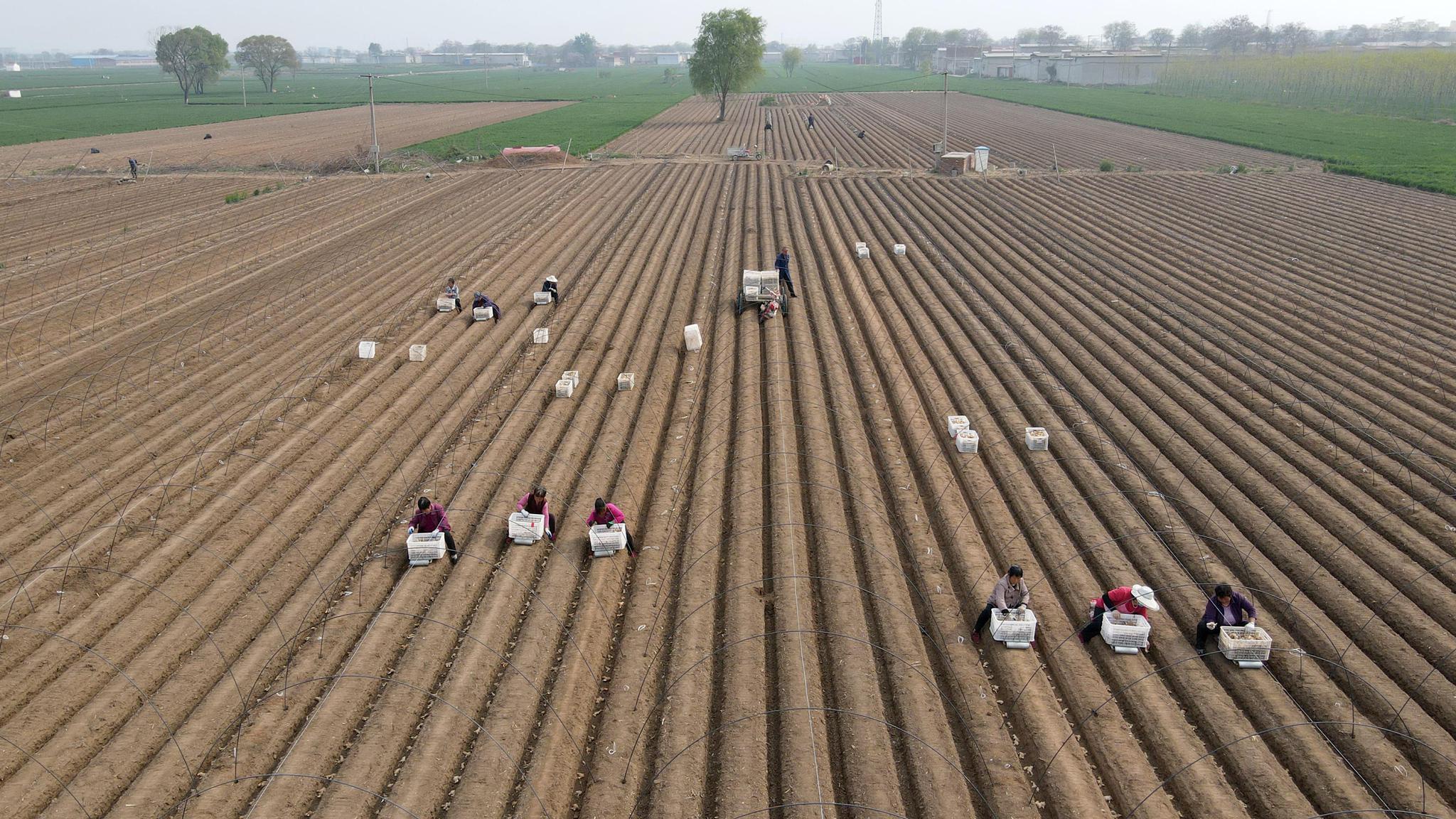 河北邢台:生姜种植忙
