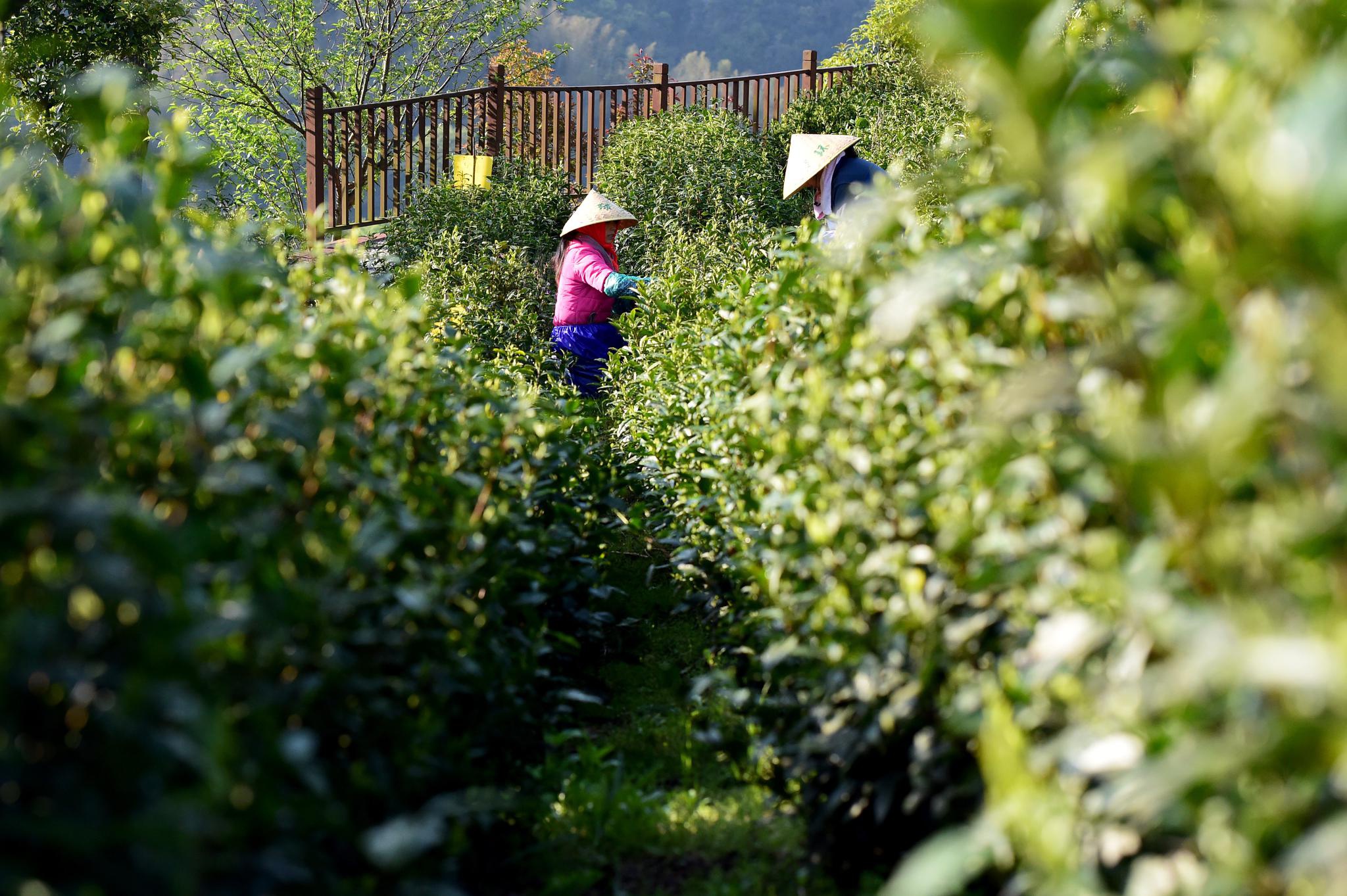 安徽泾县:汀溪兰香采摘忙|泾县|生态茶园|茶农_新浪新闻