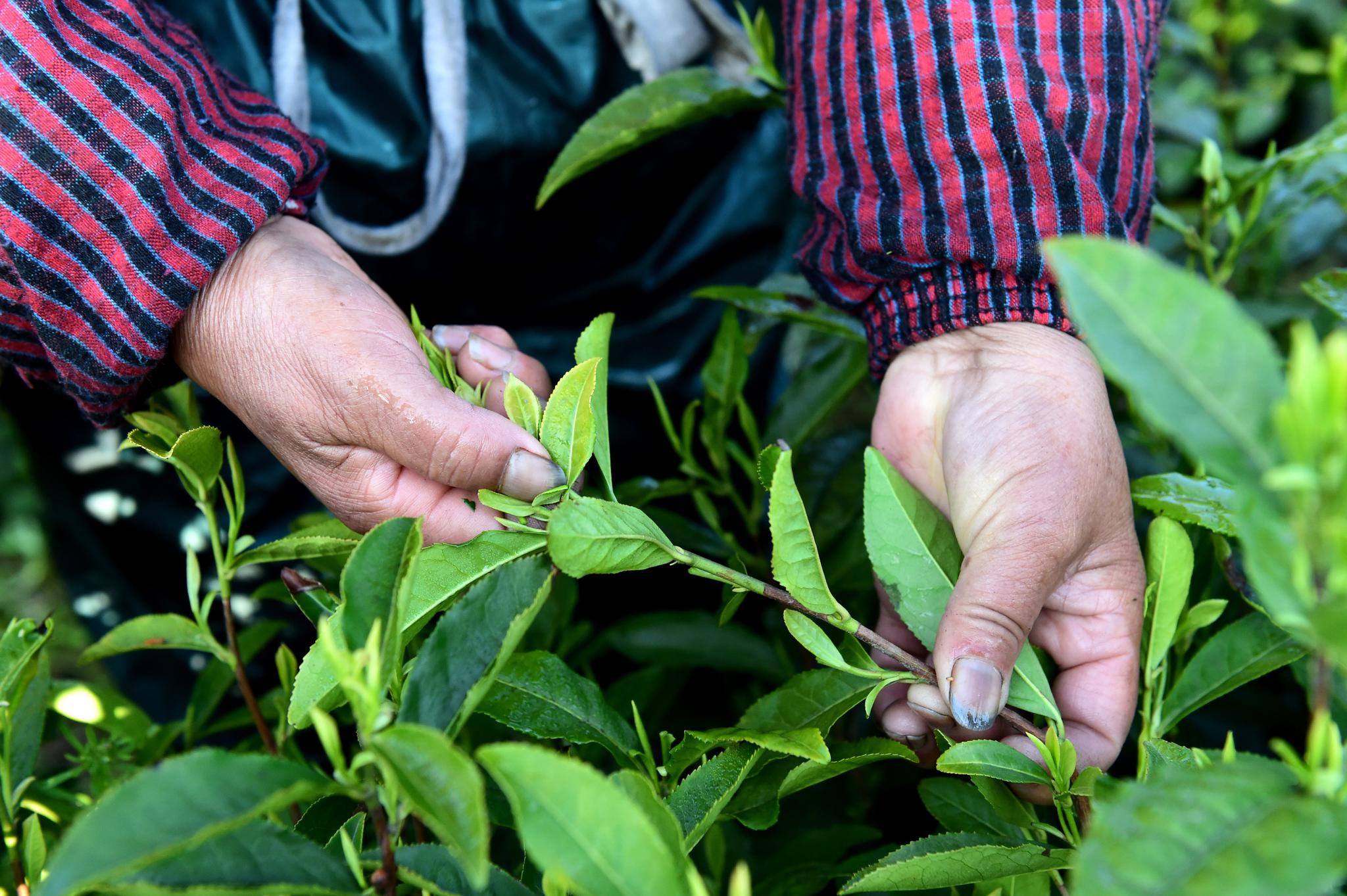 安徽泾县:汀溪兰香采摘忙|泾县|生态茶园|茶农_新浪新闻