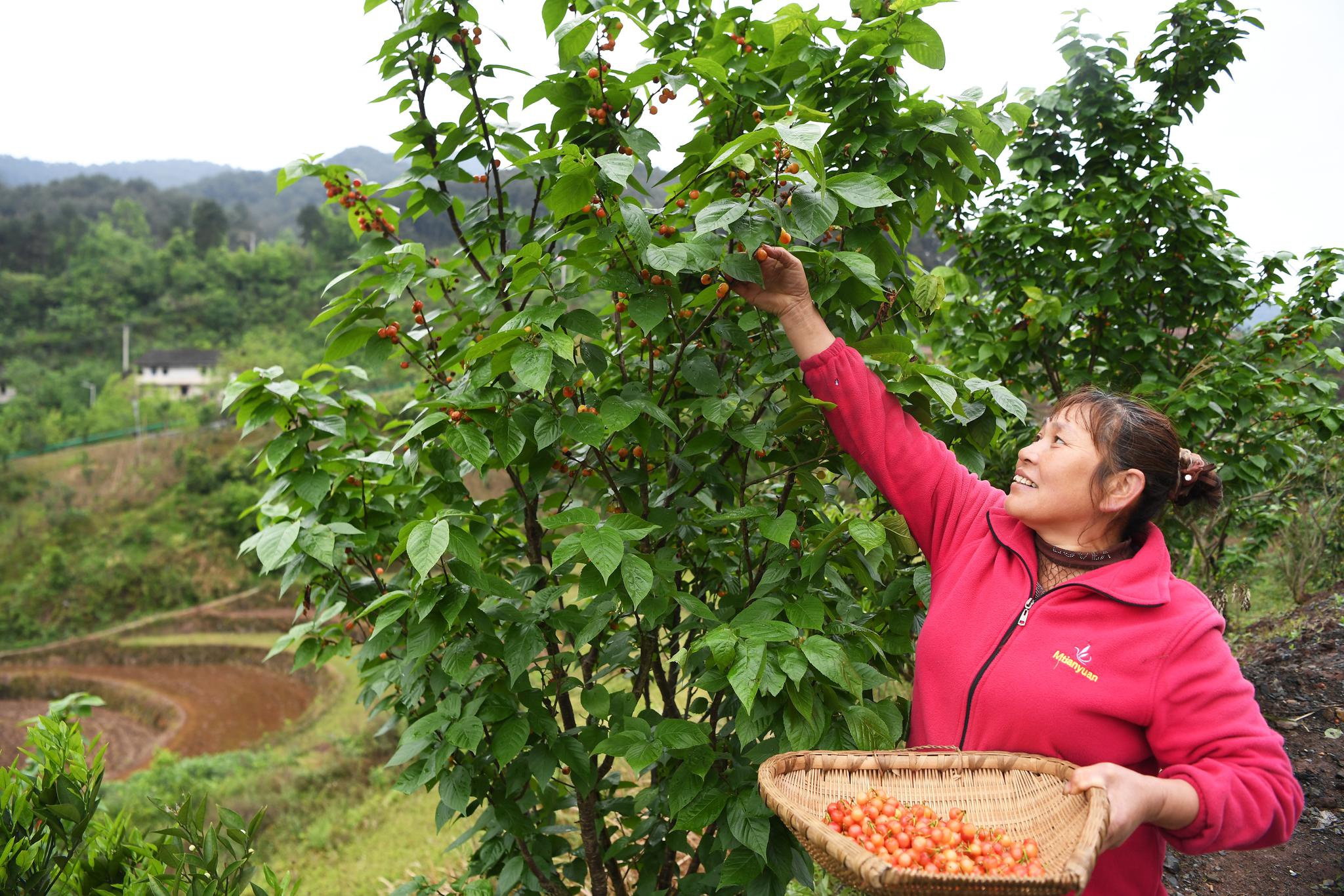 重庆北碚举办樱桃采摘季活动