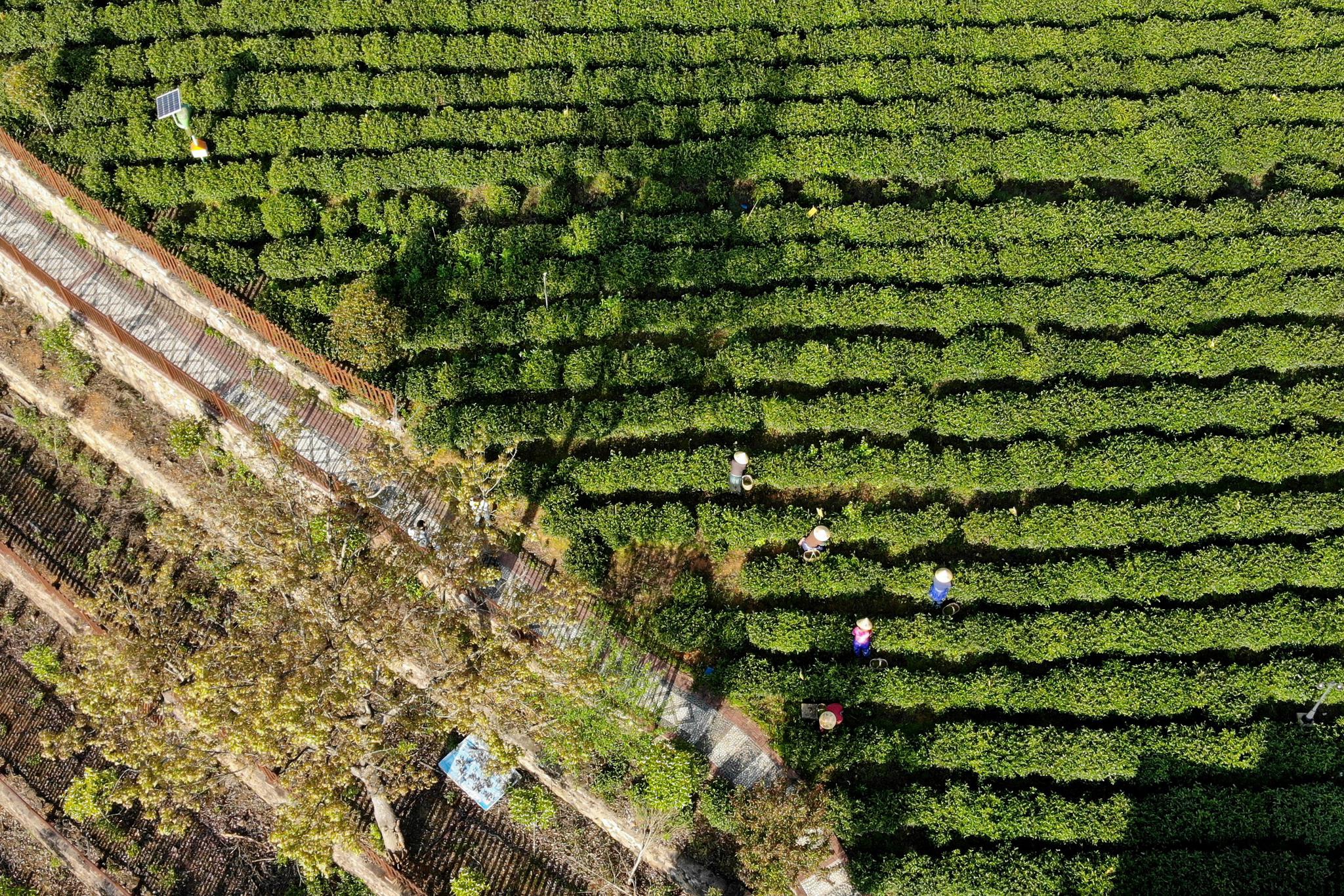 安徽泾县:汀溪兰香采摘忙|泾县|生态茶园|茶农_新浪新闻