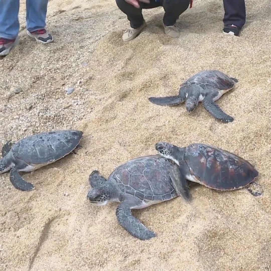 惠东国家级海龟自然保护区今年迎来首只海龟上岸产卵