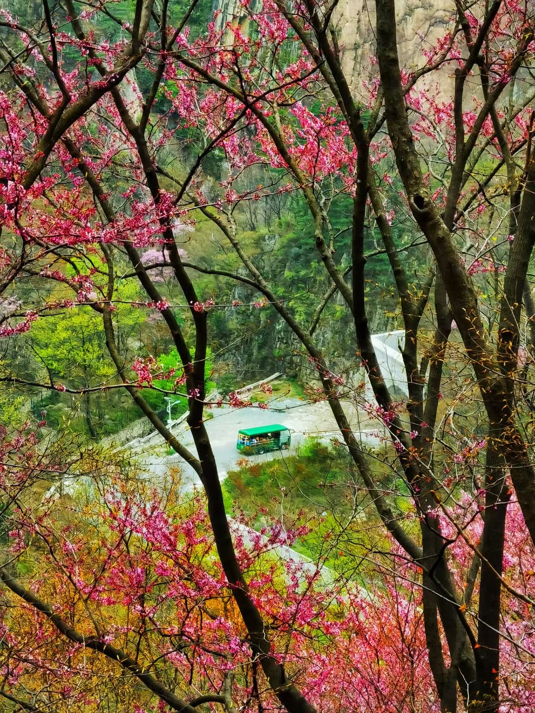南阳老界岭漫山遍野紫荆花姹紫嫣红惹人醉