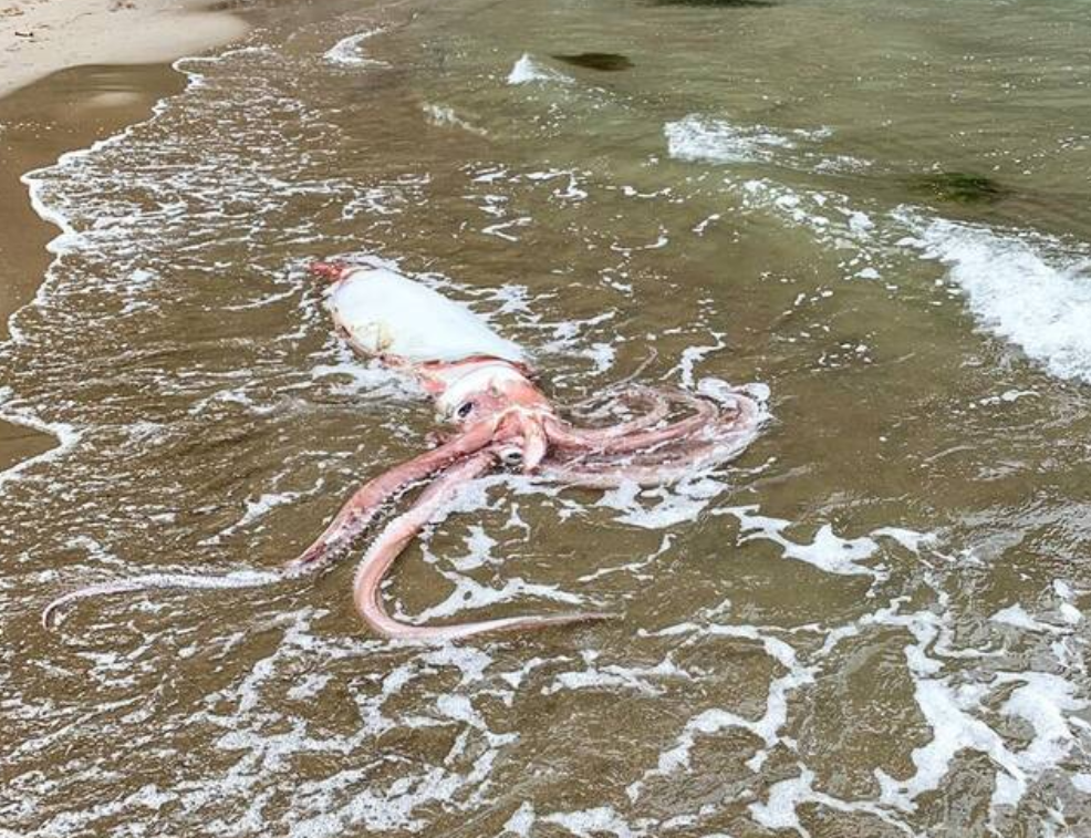 日本近海惊现2只大王乌贼尸体!人们忧心大地震或发生,有关吗?休闲区蓝鸢梦想 - Www.slyday.coM 日本近海惊现2只大王乌贼尸体!人们忧心大地震或发生,有关吗?休闲区蓝鸢梦想 - Www.slyday.coM