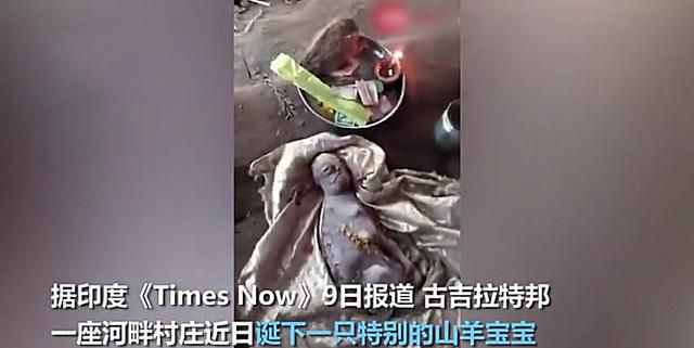 印度一山羊宝宝竟长了一张人脸,且没有尾巴,出生10分钟便夭折了