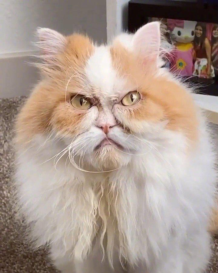 看面相就不好惹的猫咪,怕了怕了.