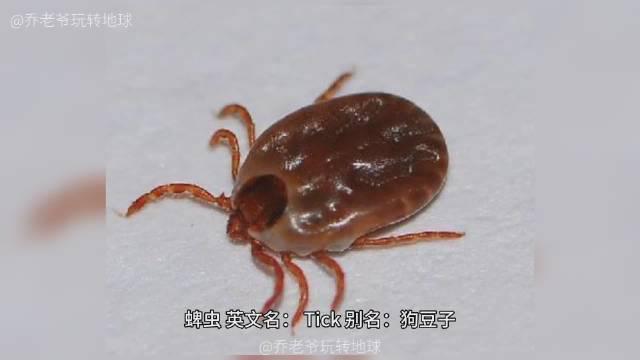 蜱虫,英文名: tick,别名:狗豆子,硬蜱寿命为几个月至1年