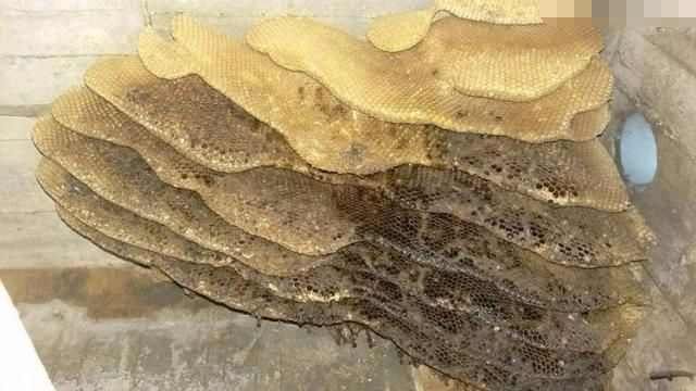 女子在家上厕所听到异响，拆开天花板后直接悲剧了休闲区蓝鸢梦想 - Www.slyday.coM