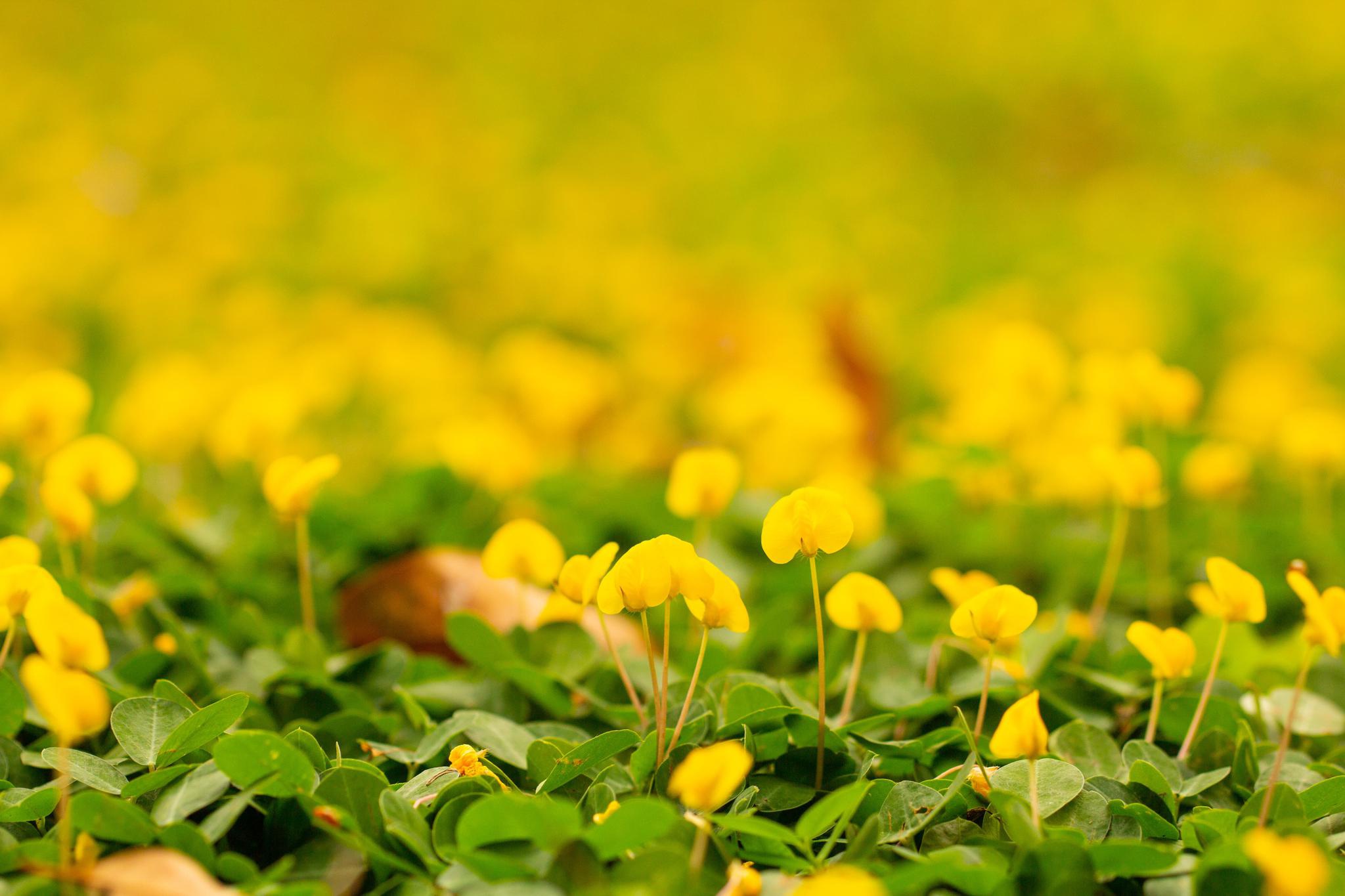 蔓花生 不和别人比较 只想不断超越自己 花生 使者 大朵 新浪新闻