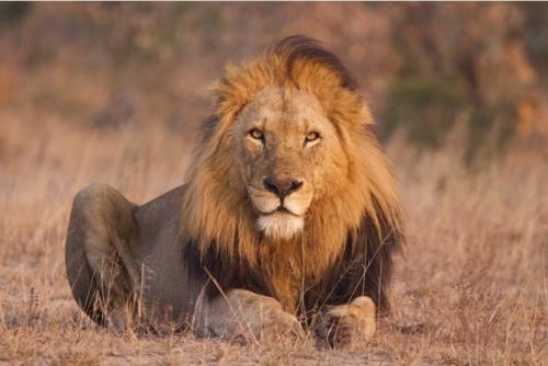 孤独勇猛狡猾悲惨世界上最著名的11大雄狮