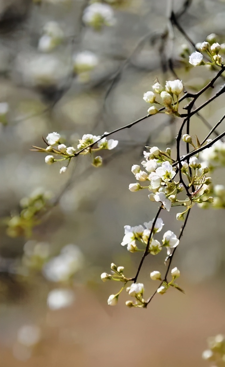 漫步在石梁刘村的乡间小路上,静心感受十里梨花香雪海的意境,满树雪白