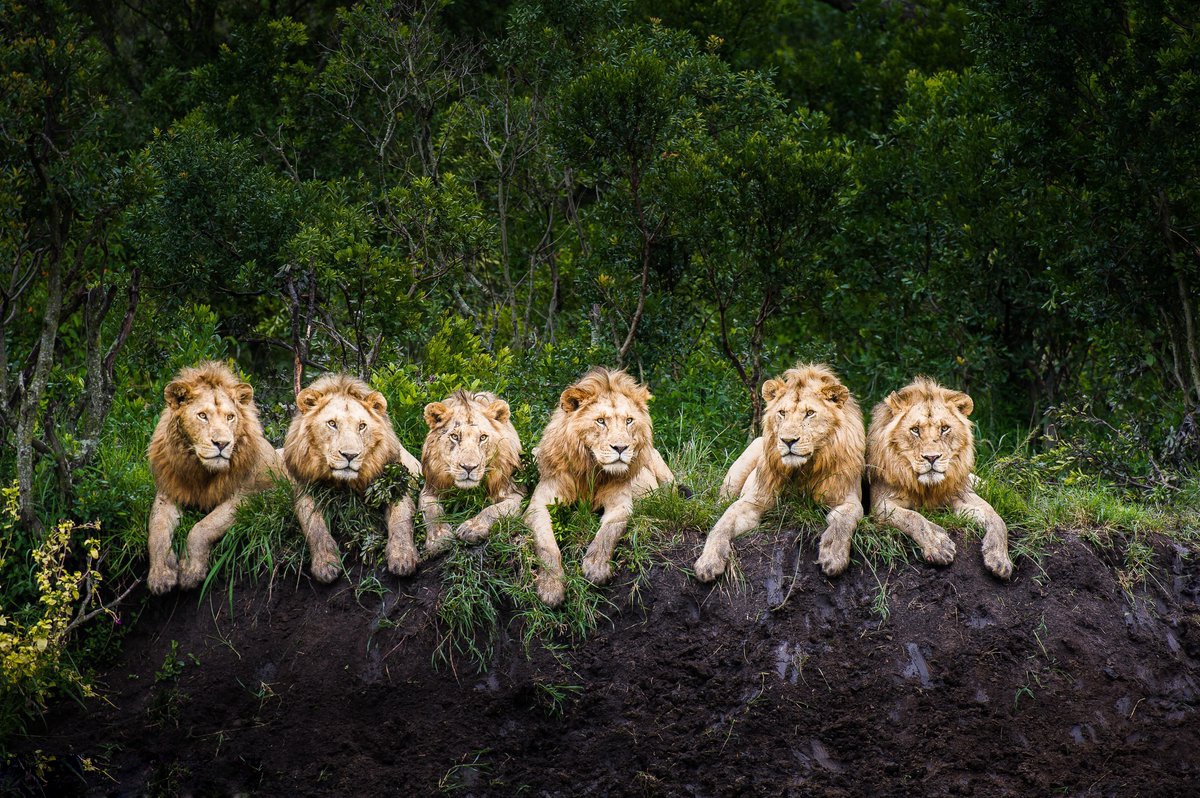 非洲草原上的狮子比老虎凶猛得多主因是压力比较大
