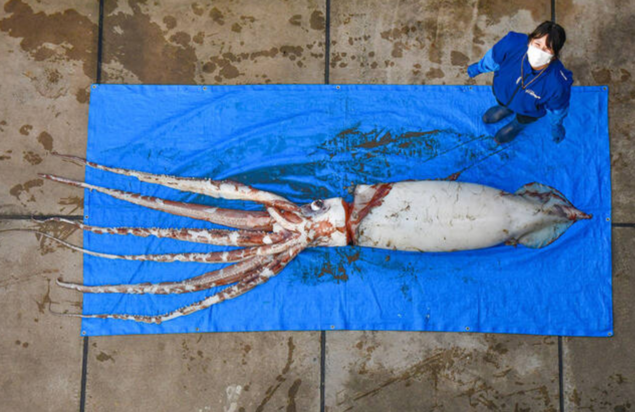 日本近海惊现2只大王乌贼尸体!人们忧心大地震或发生,有关吗?休闲区蓝鸢梦想 - Www.slyday.coM 日本近海惊现2只大王乌贼尸体!人们忧心大地震或发生,有关吗?休闲区蓝鸢梦想 - Www.slyday.coM