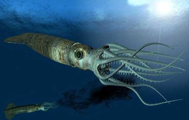 日本近海惊现2只大王乌贼尸体!人们忧心大地震或发生,有关吗?休闲区蓝鸢梦想 - Www.slyday.coM 日本近海惊现2只大王乌贼尸体!人们忧心大地震或发生,有关吗?休闲区蓝鸢梦想 - Www.slyday.coM