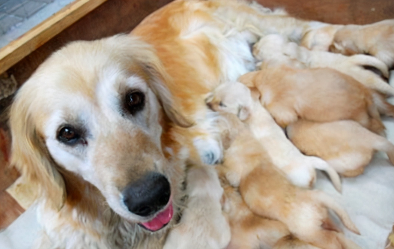 饲养幼犬须知：小狗什么时候断奶？之后又该怎么喂食？