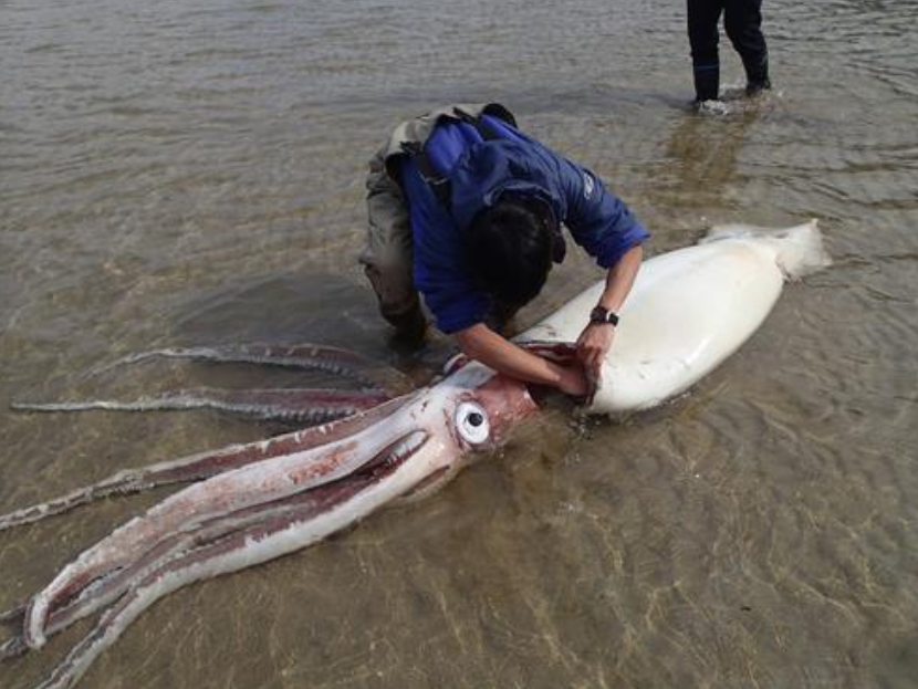 日本近海惊现2只大王乌贼尸体!人们忧心大地震或发生,有关吗?休闲区蓝鸢梦想 - Www.slyday.coM 日本近海惊现2只大王乌贼尸体!人们忧心大地震或发生,有关吗?休闲区蓝鸢梦想 - Www.slyday.coM