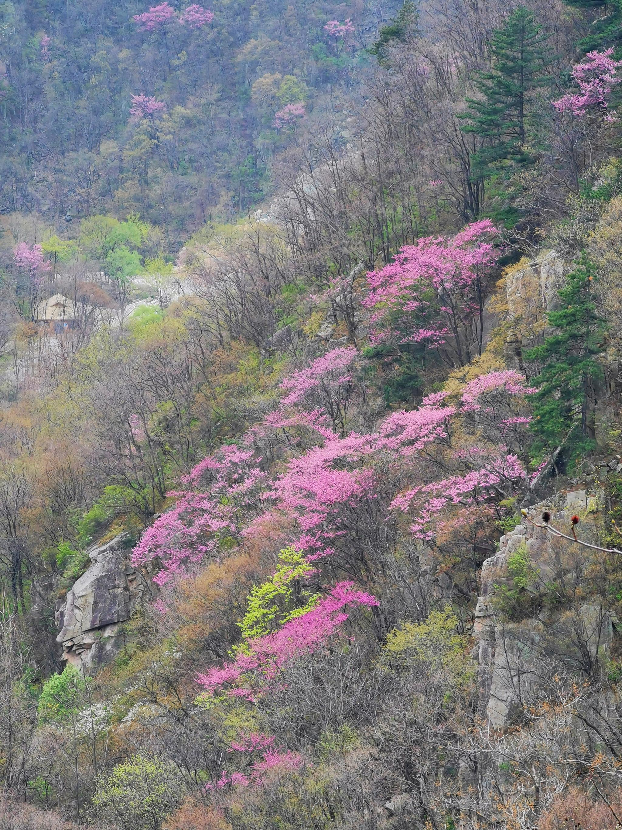 南阳老界岭漫山遍野紫荆花姹紫嫣红惹人醉