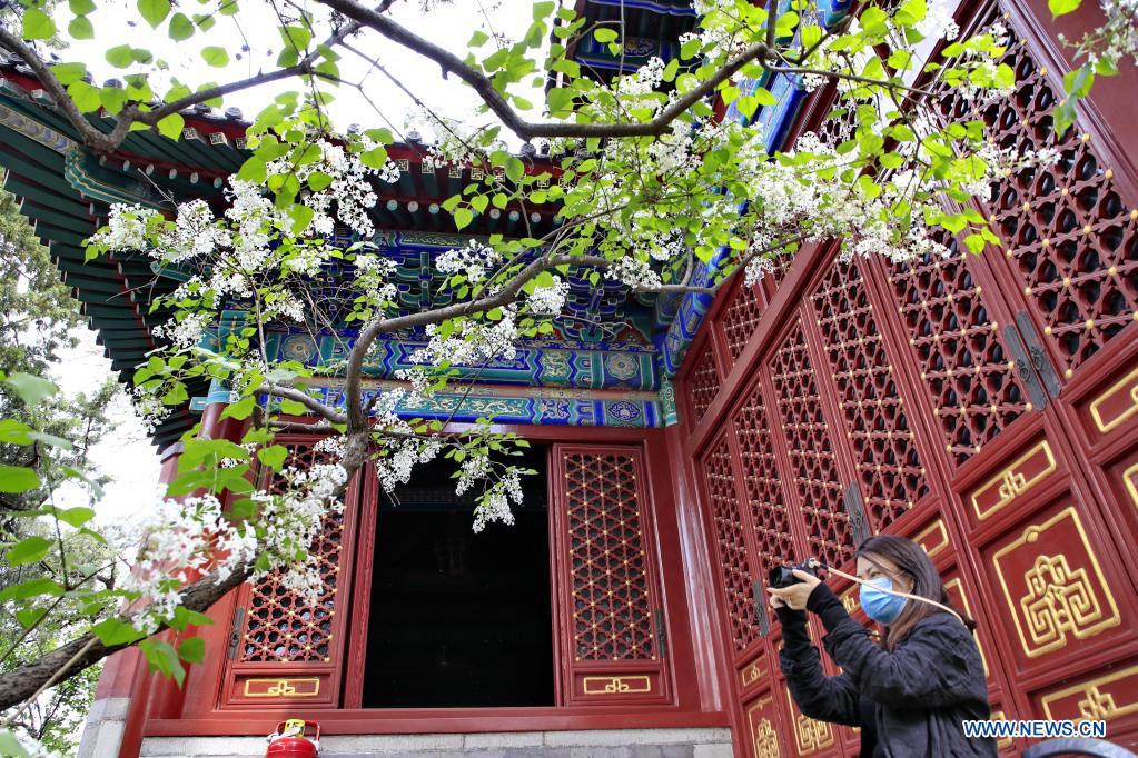 A visitor takes pictures of blooming lilacs at Fayuan Temple in Beijing, capital of China, April 11, 2021. (Photo by Liu Xianguo/Xinhua)