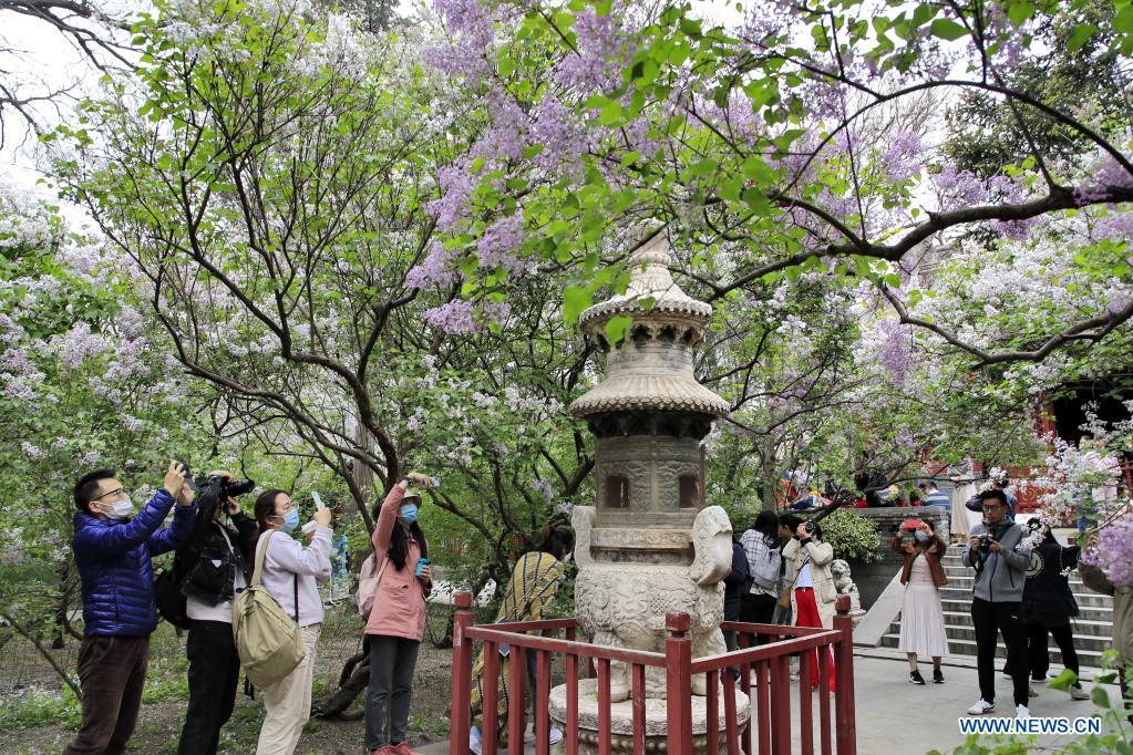 Visitors take pictures of blooming lilacs at Fayuan Temple in Beijing, capital of China, April 11, 2021. (Photo by Liu Xianguo/Xinhua)