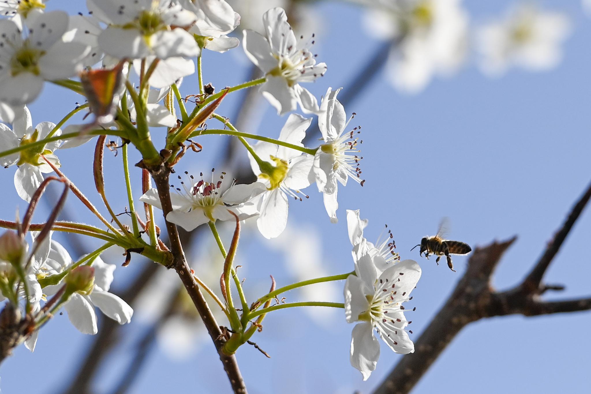 新疆梨农授粉用上无人机