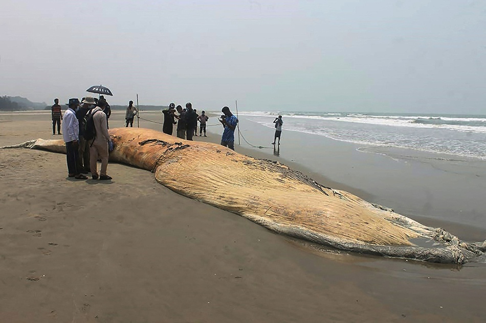 当地时间2021年4月10日，搁浅鲸鱼尸体被冲上孟加拉国科克斯巴扎尔海滩。