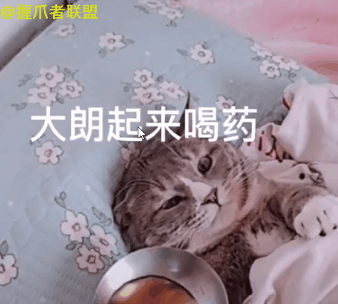 爆笑猫咪版大郎喝药喵星人演技忒好网友笑疯了