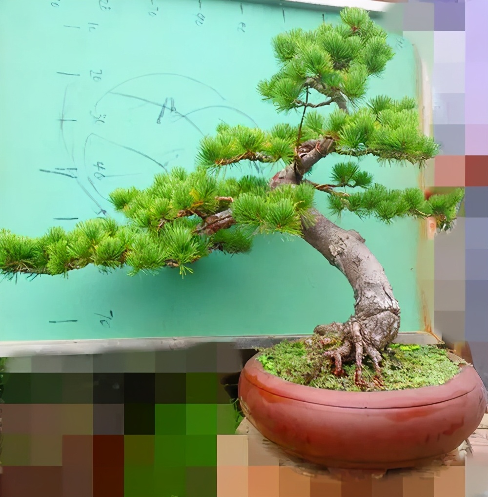 日本五针松盆景价值上万主要在造型养护上下功夫具体步骤