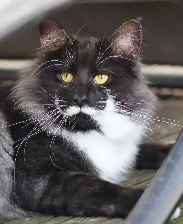 一直都觉得猫咪的长相差不多,颜值稳定,可一些猫却让人大跌眼镜