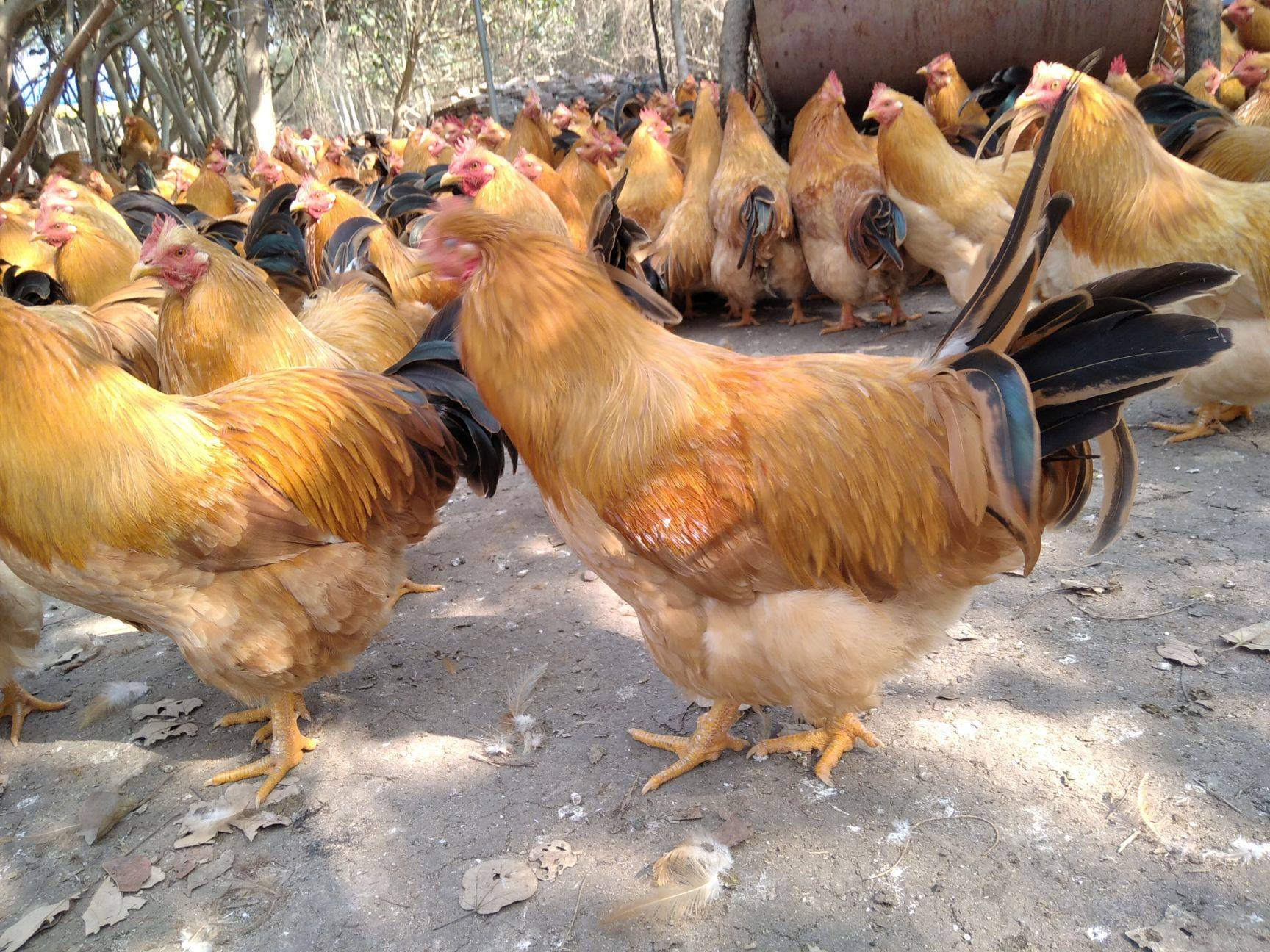 深受广东人喜爱的白切鸡,为何注定走不出广东?3点原因很致命|白切鸡|