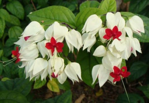 这些花养家里,花大色艳,花香易打理,养在客厅美极了|龙吐珠|吊兰|阳台