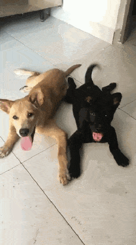 黄狗是我养的,很意外的带了只黑狗回来,可问题是两只都是公狗啊|黑狗|