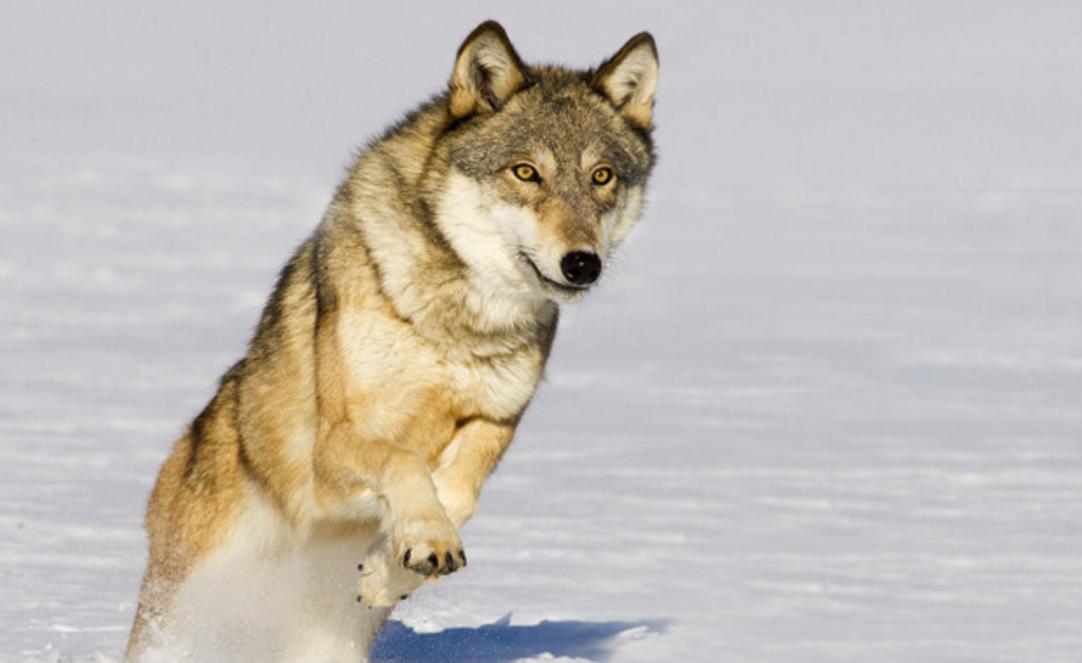 灰狼要吃山羊,牧民忍无可忍,决定教训灰狼一顿