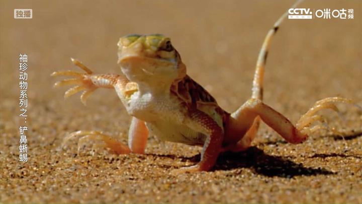 第一次碰见会跳舞的蜥蜴,不过这沙子的确烫手烫脚!