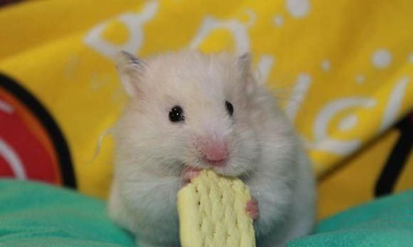 金丝熊感觉讨厌,恐怖或者刚睡醒时耳朵会下垂.