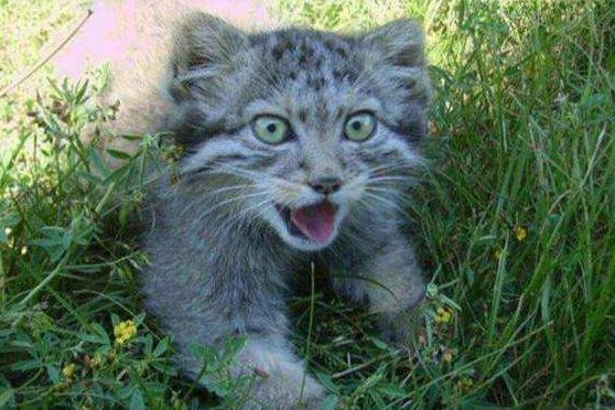 男子好心收养4只流浪猫，天天要吃肉，鉴定结果男子不淡定了休闲区蓝鸢梦想 - Www.slyday.coM