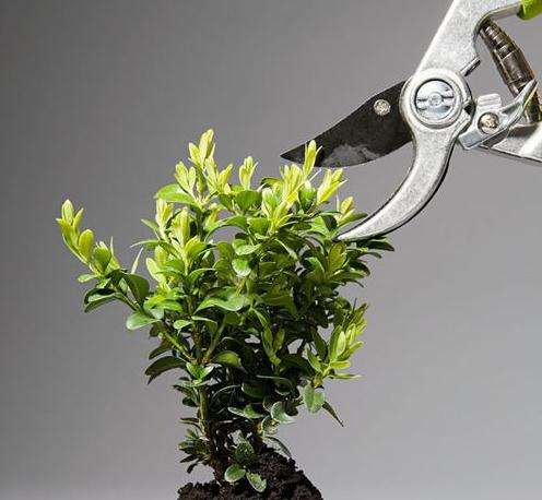 插了多年的枝条成活率还是这么低,是不是修剪工具惹的祸!