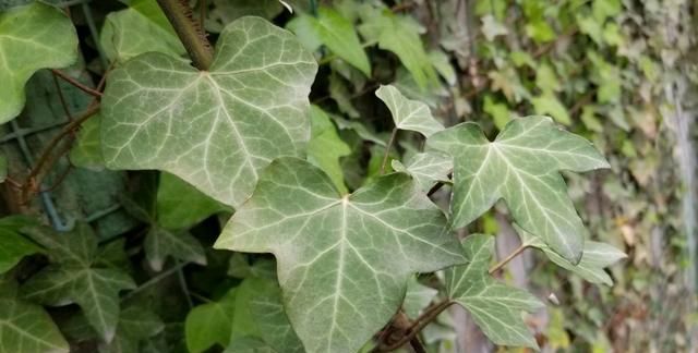 常春藤有什么利用价值|常春藤|攀援|三角枫_新浪新闻