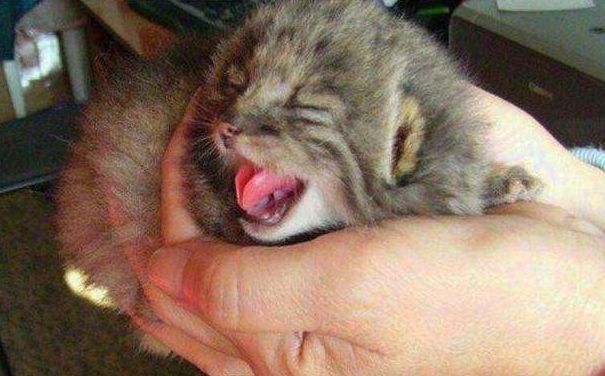 男子好心收养4只流浪猫，天天要吃肉，鉴定结果男子不淡定了休闲区蓝鸢梦想 - Www.slyday.coM