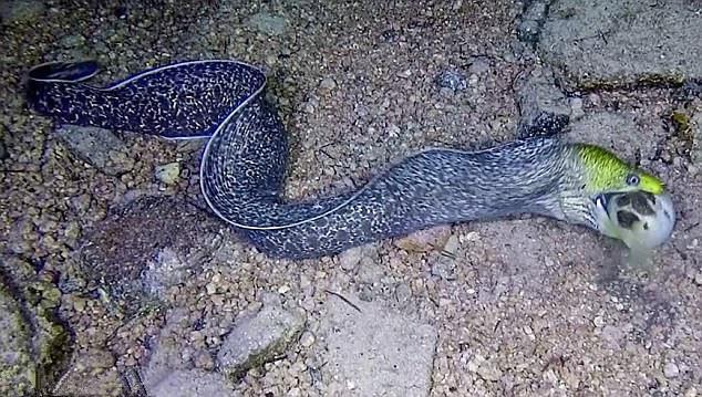 据传在埃及,有位男子下海潜水时,发现稀罕的不明生物,躺在海底的岩石