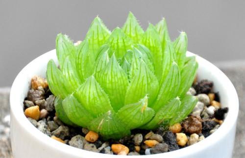 喜欢玉露定要养棵樱水晶,晶莹剔透,皮实好养,值得拥有