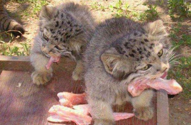 男子好心收养4只流浪猫，天天要吃肉，鉴定结果男子不淡定了休闲区蓝鸢梦想 - Www.slyday.coM