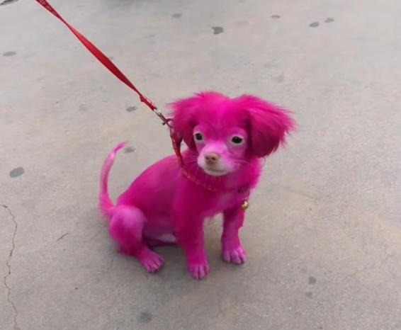 路上遇见一只粉红狗路人都忙着拍照女子的话让人觉得气愤