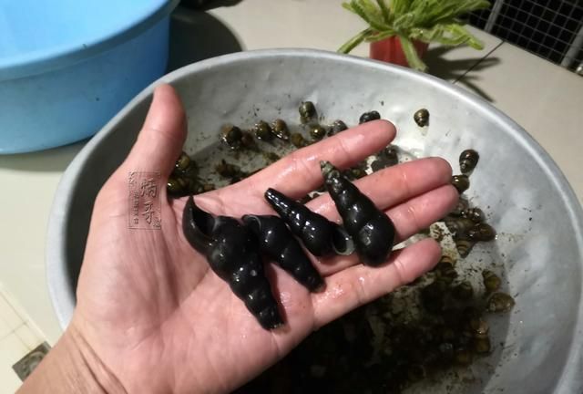 水库游泳捞到苦螺王肉q汤鲜老爸65岁了这么大头次见