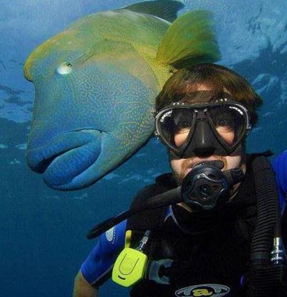 吞人鱼竟然可以生吞潜水员?一起来看看这条鱼的真面目!